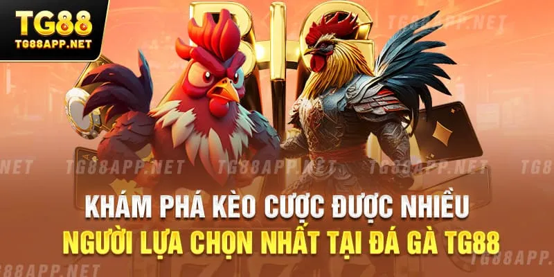 Khám phá kèo cược được nhiều người lựa chọn nhất tại đá gà TG88